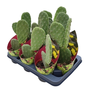 OPUNTIA TOMENTOSA - POT Ø 10,5 WITH POTCOVER (CACTUS)