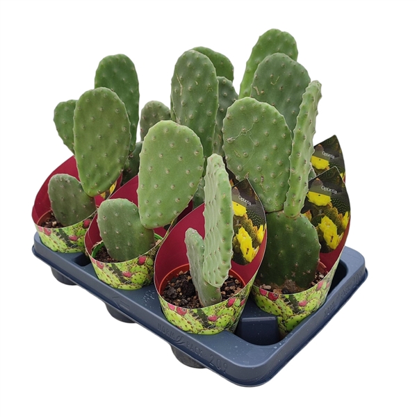 <h4>OPUNTIA TOMENTOSA - POT Ø 10,5 WITH POTCOVER (CACTUS)</h4>