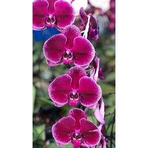 Phalaenopsis Lie de Vin