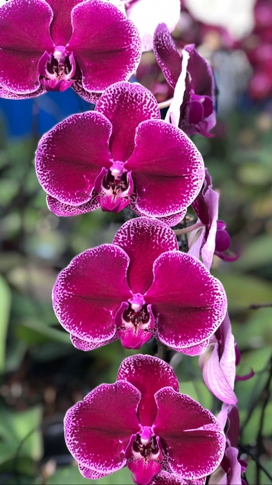 <h4>Phalaenopsis Lie de Vin</h4>