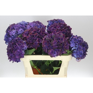 Hyd Ruby Aubergine