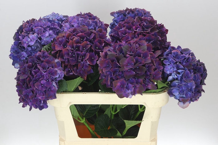 <h4>Hyd Ruby Aubergine</h4>