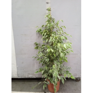 Ficus benja. 'Golden King'