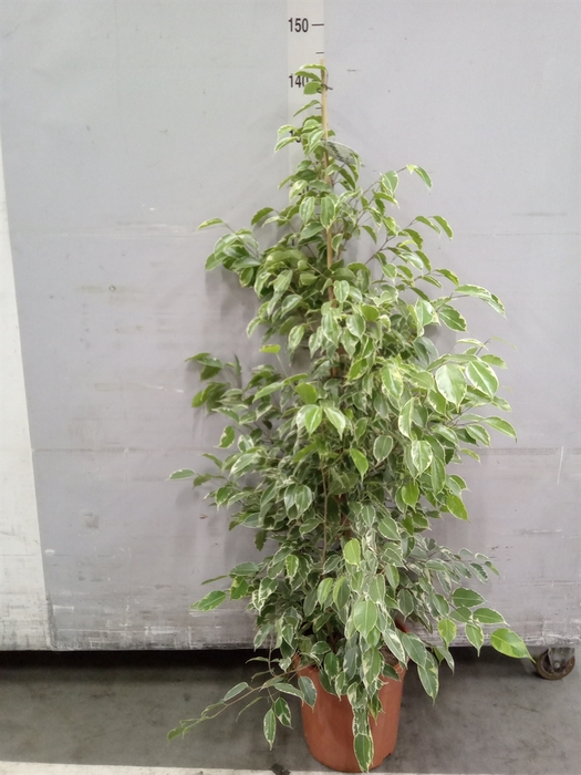 <h4>Ficus benja. 'Golden King'</h4>