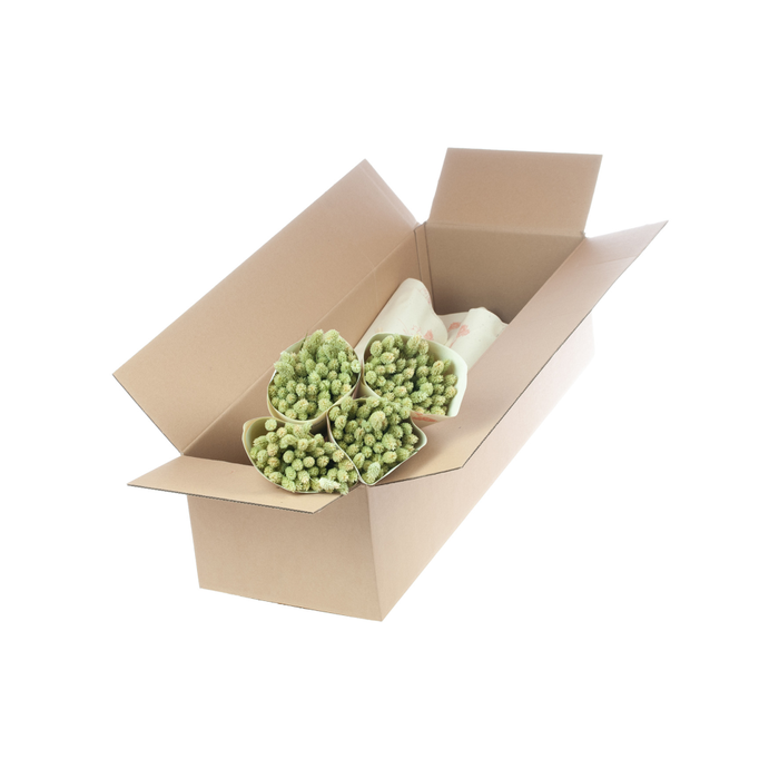 <h4>Phalaris nat. green</h4>