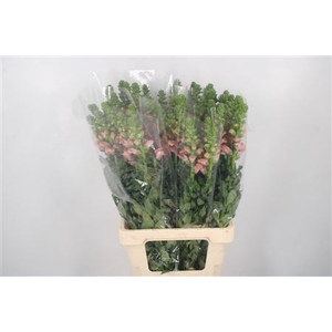 Antirrhinum It. Cherry Rose