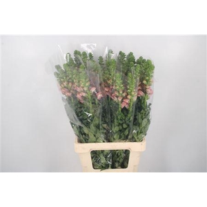 Antirrhinum It. Mixed In The Bucket