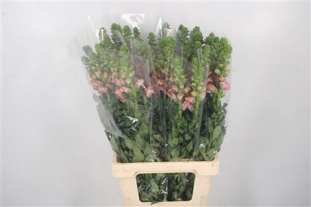 <h4>Antirrhinum It. Mixed In The Bucket</h4>