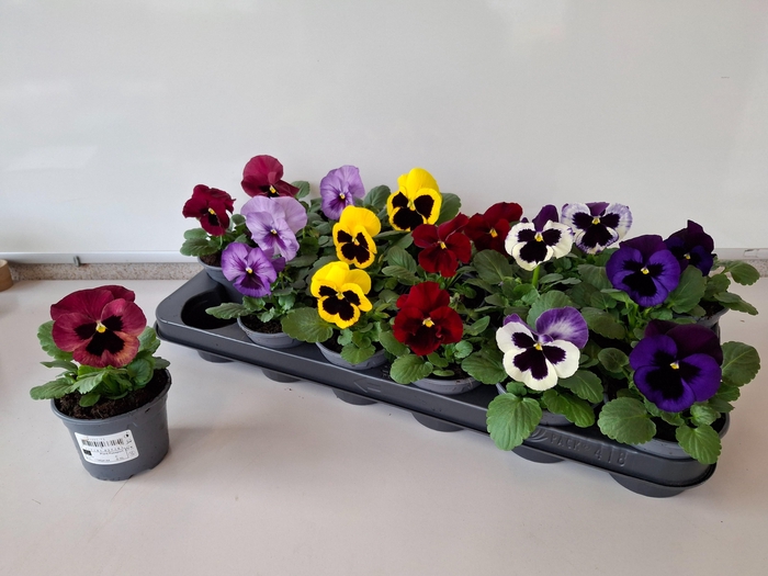 <h4>VIO WI DP GEM</h4>