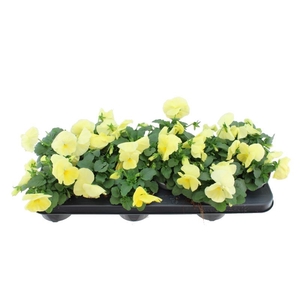 Viola F1 Delta Pure Primrose