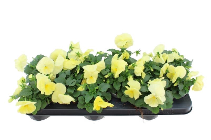 <h4>Viola F1 Delta Pure Primrose</h4>