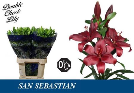 <h4>Li La San Sebastian</h4>