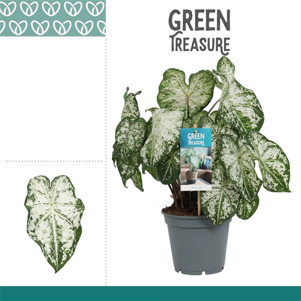 <h4>Caladium Snow Flurry</h4>