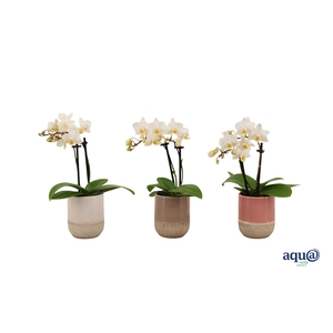 Becca Mix Tiny Dolls Wit 2T12+ Aqu@