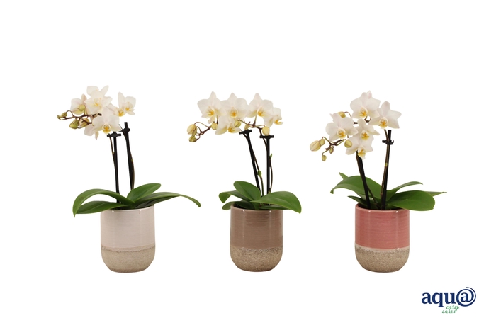 <h4>Becca Mix Tiny Dolls Wit 2T12+ Aqu@</h4>