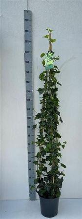 Hede Hibernica Piramide