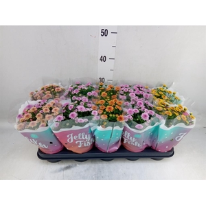 Chrysanthemum  'Jellyfish'   ...mix
