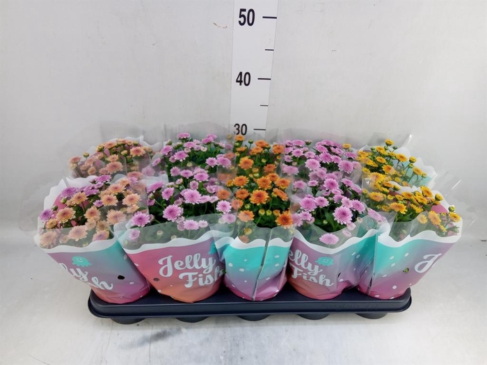 <h4>Chrysanthemum 'Jellyfish' ...mix</h4>