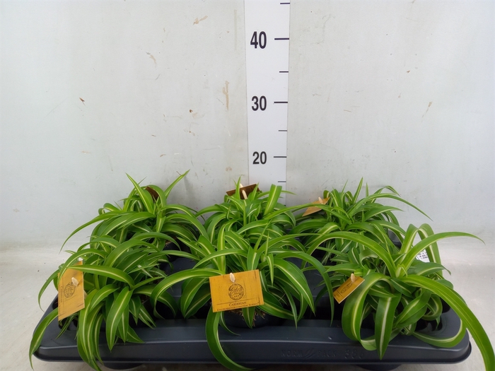 <h4>Chlorophytum com. 'Bonnie'</h4>