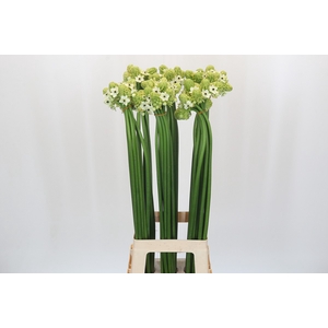 Ornithogalum Saundersiae