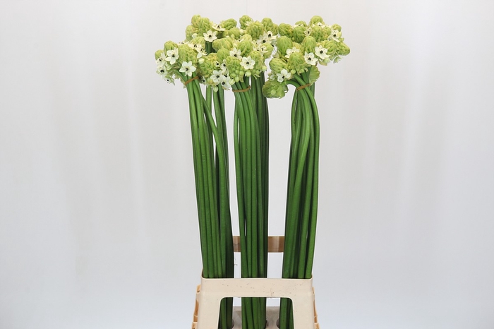 <h4>Ornithogalum Saundersiae</h4>
