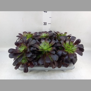 Aeonium arboreum 'Velours'