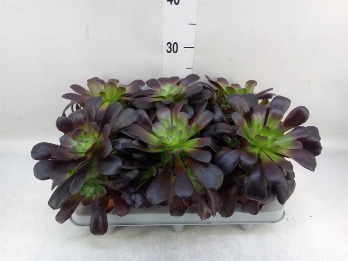 <h4>Aeonium arboreum 'Velours'</h4>