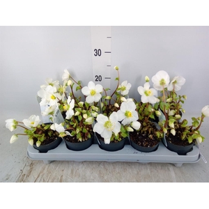 Helleborus niger 'Verb Beauty'