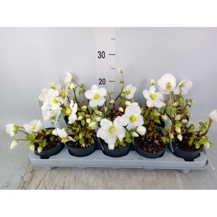 <h4>Helleborus niger 'Verb Beauty'</h4>