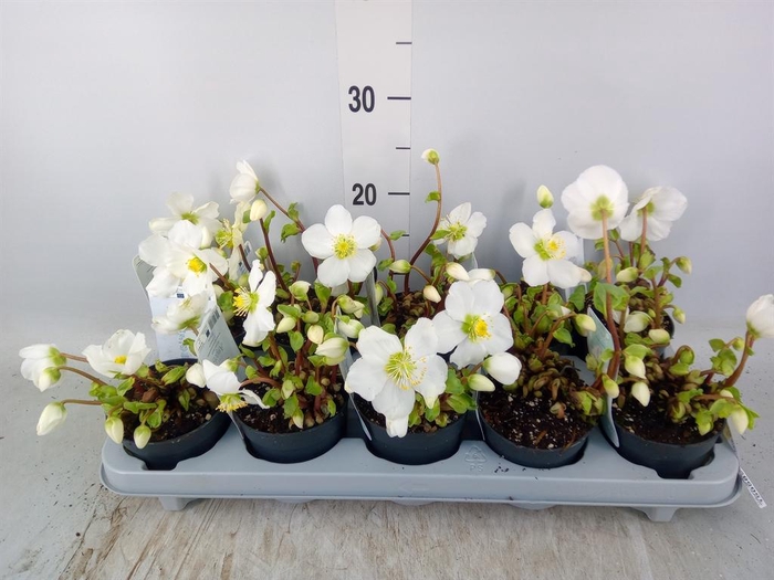 Helleborus niger 'Verb Beauty'