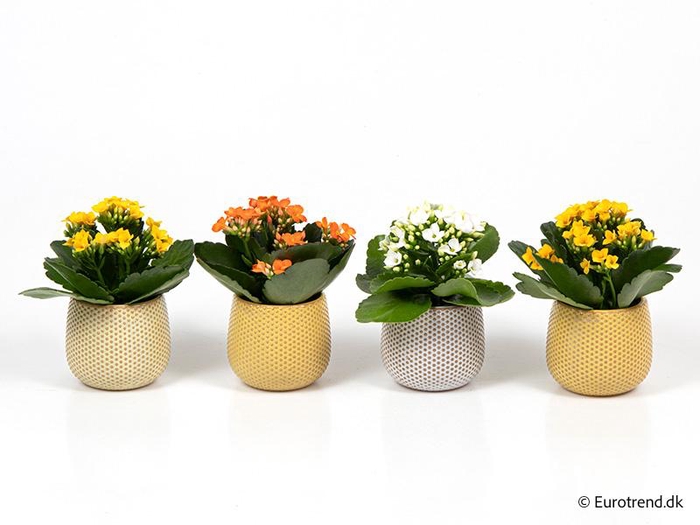 <h4>KALANCHOE BLOSSFELDIANA 'MINI'</h4>