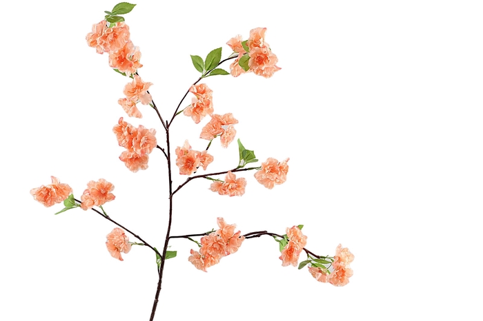 <h4>Blossom Peach</h4>