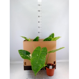 Philodendron   ...
