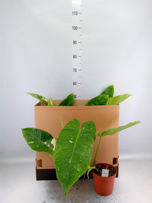 <h4>Philodendron   ...</h4>
