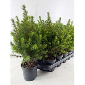 PICEA GL PERFECTA