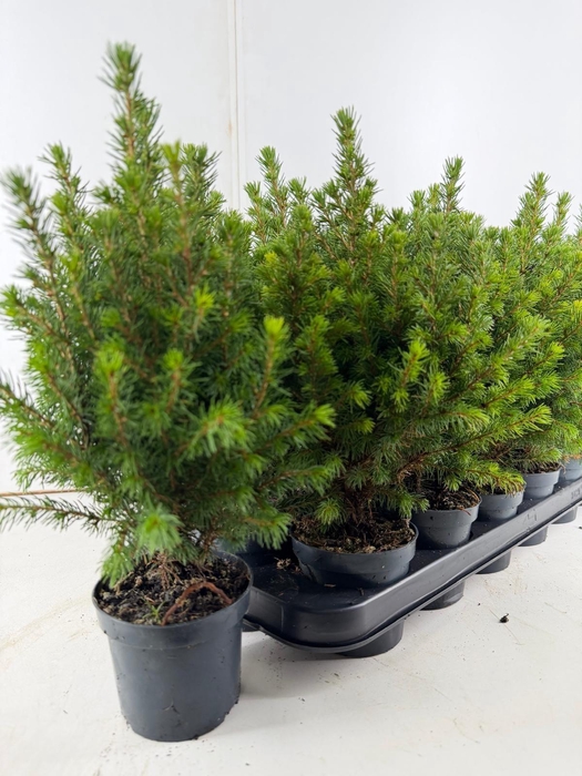 <h4>PICEA GL PERFECTA</h4>