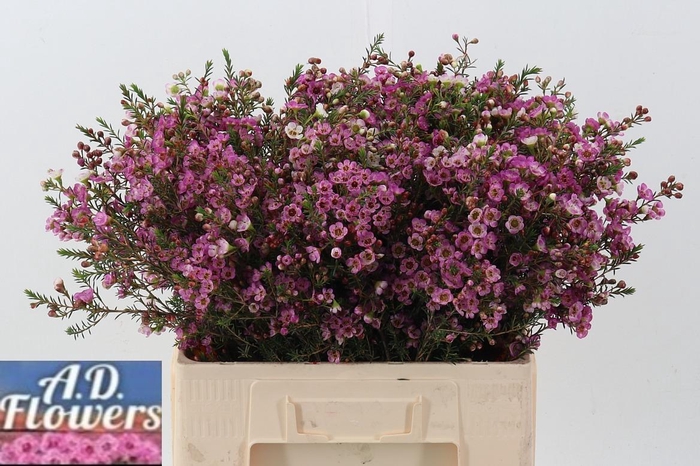 <h4>Cham Un adi</h4>