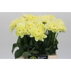Dahlia Hilda Special