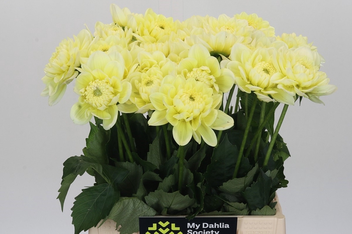 Dahlia Hilda Special
