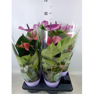 Anthurium andr. 'Cavalli'