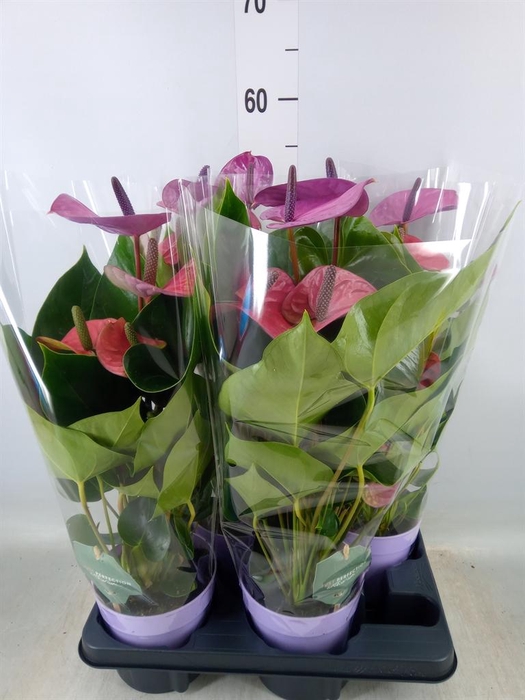 <h4>Anthurium andr. 'Cavalli'</h4>