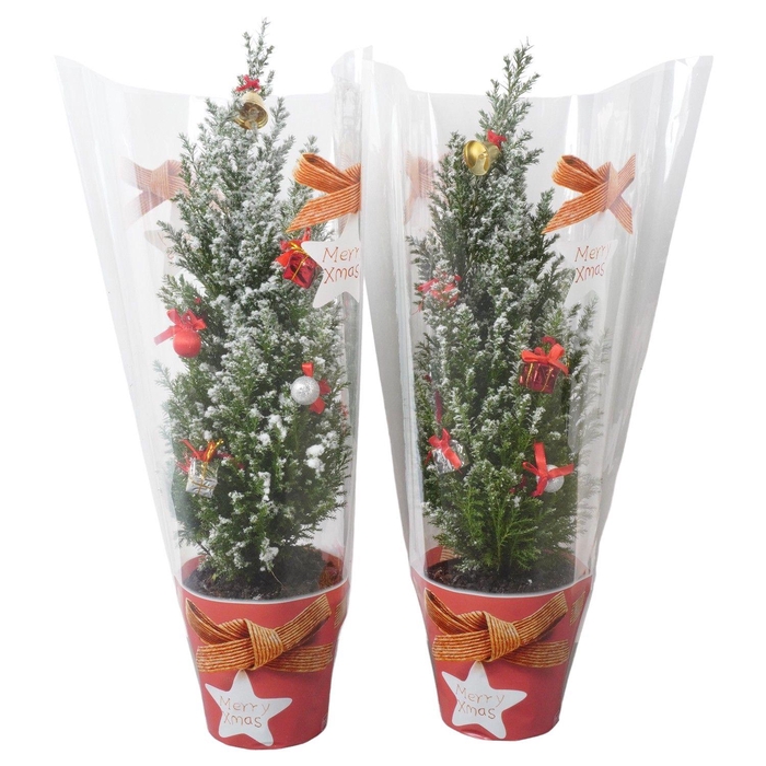 <h4>PTK25204 Ellwoodii met sneeuw, kersthoes en decoratie</h4>