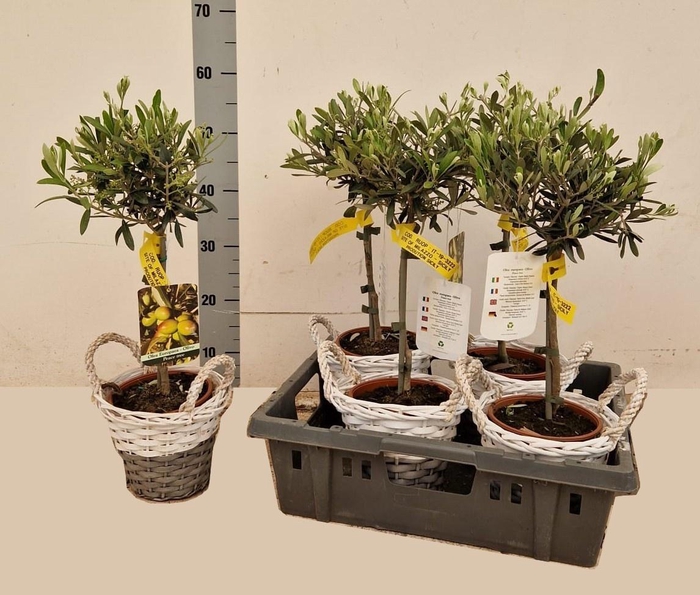 <h4>OLEA EUROPAEA</h4>