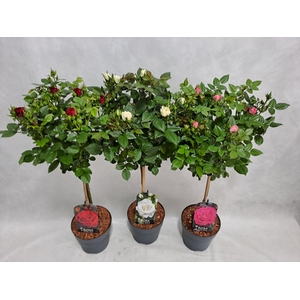 Roos op stam kleinbloemig P17 40cm mix