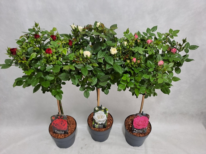 <h4>Roos op stam kleinbloemig P17 40cm mix</h4>
