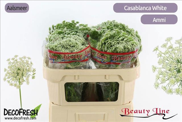 <h4>Ammi Visnaga Casablanca</h4>