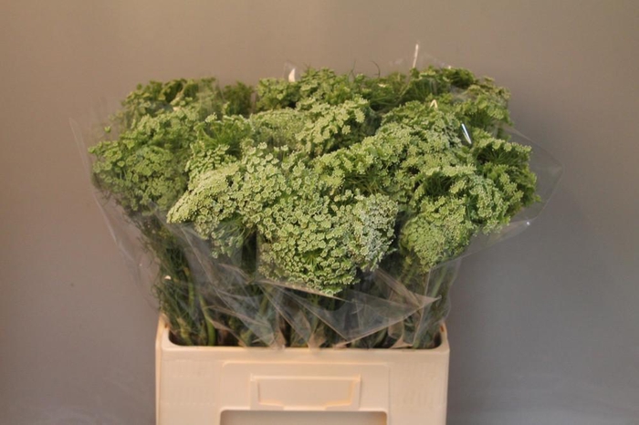 <h4>Ammi Visnaga</h4>