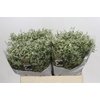 Limonium sinensis Clear Diamond