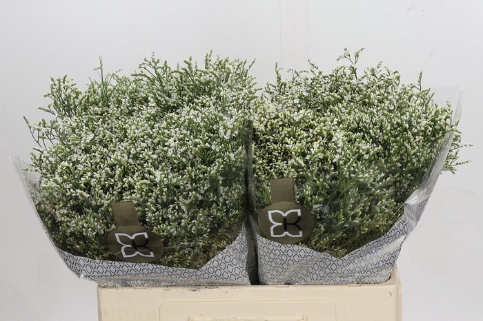 <h4>Limonium sinensis Clear Diamond</h4>