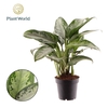 Aglaonema Jubilee